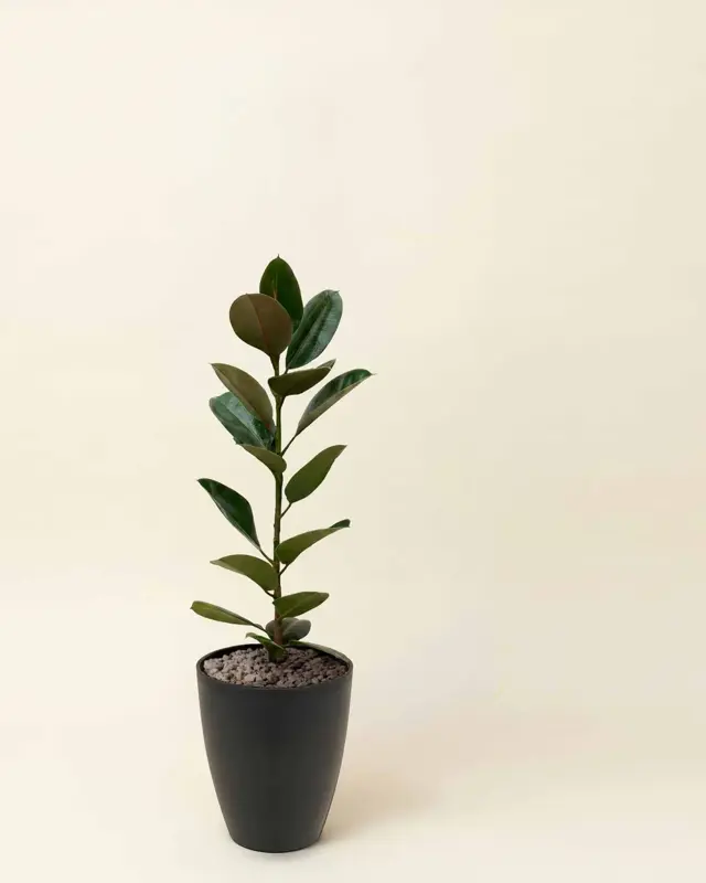 Ficus elástica – Ficus elástica (árbol del caucho) de hojas brillantes con maceta de pietra y sustrato preparado.