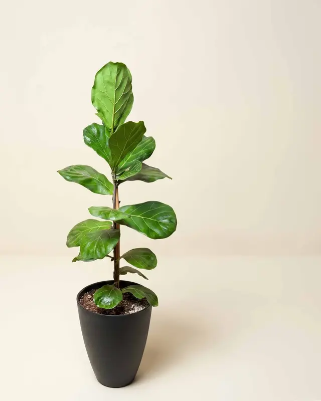 Plantas de interior