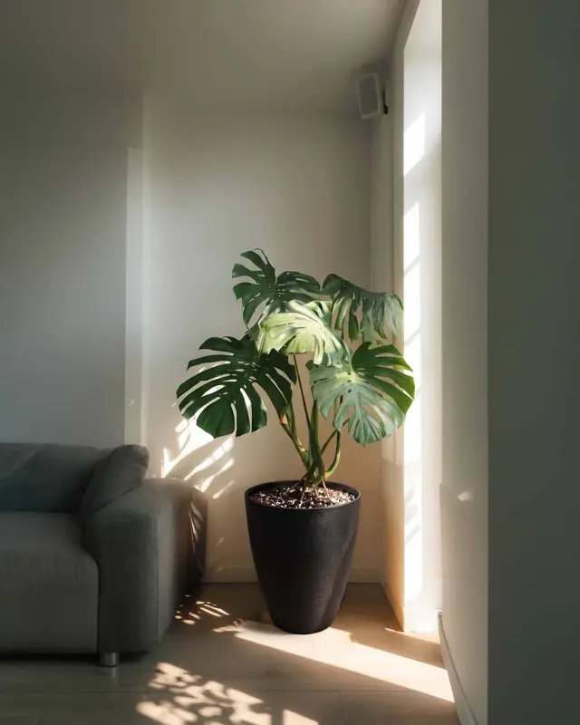 Monstera deliciosa – Monstera deliciosa con maceta de pietra y sustrato preparado.